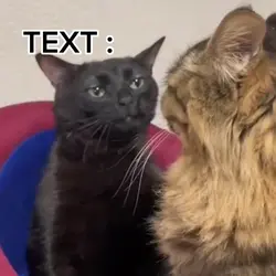CAT MEME
