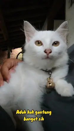 Kucing Lucu viral 