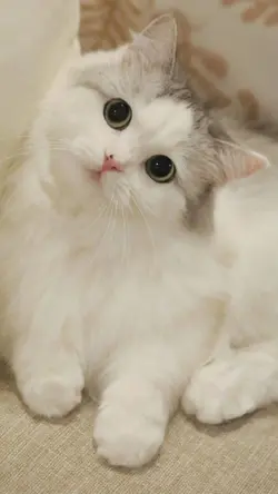 Kucing dan pawangnya