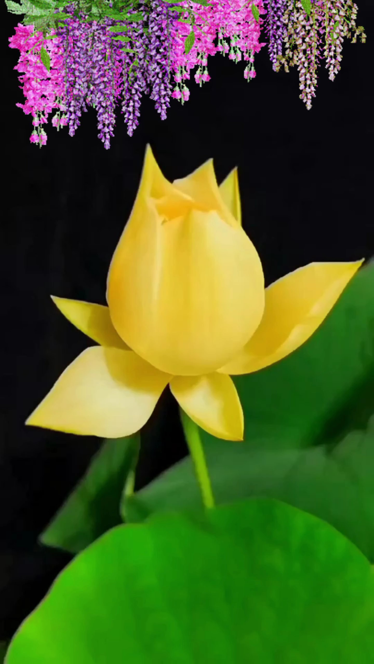 Hoa sen nở 