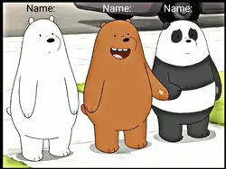 Trio bears