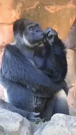 lagi mikir cicilan