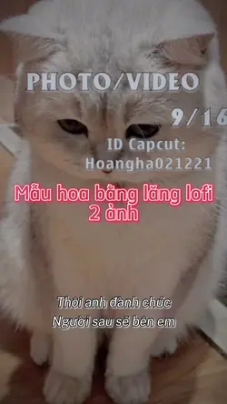 Hoa bằng lăng lofi