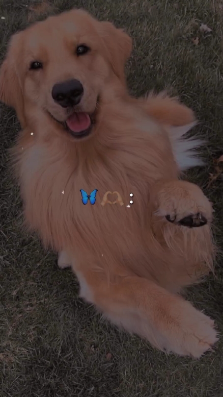 My pet 