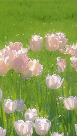 hoa tulip +5 ảnh