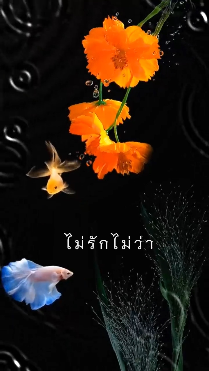 ไม่รักไม่ว่า  เพลงเพรนะ