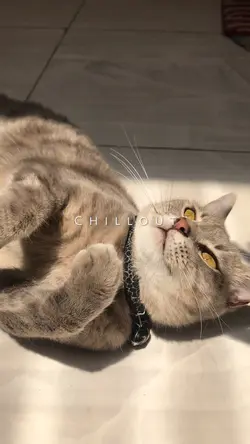 Kucing