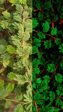 color grading