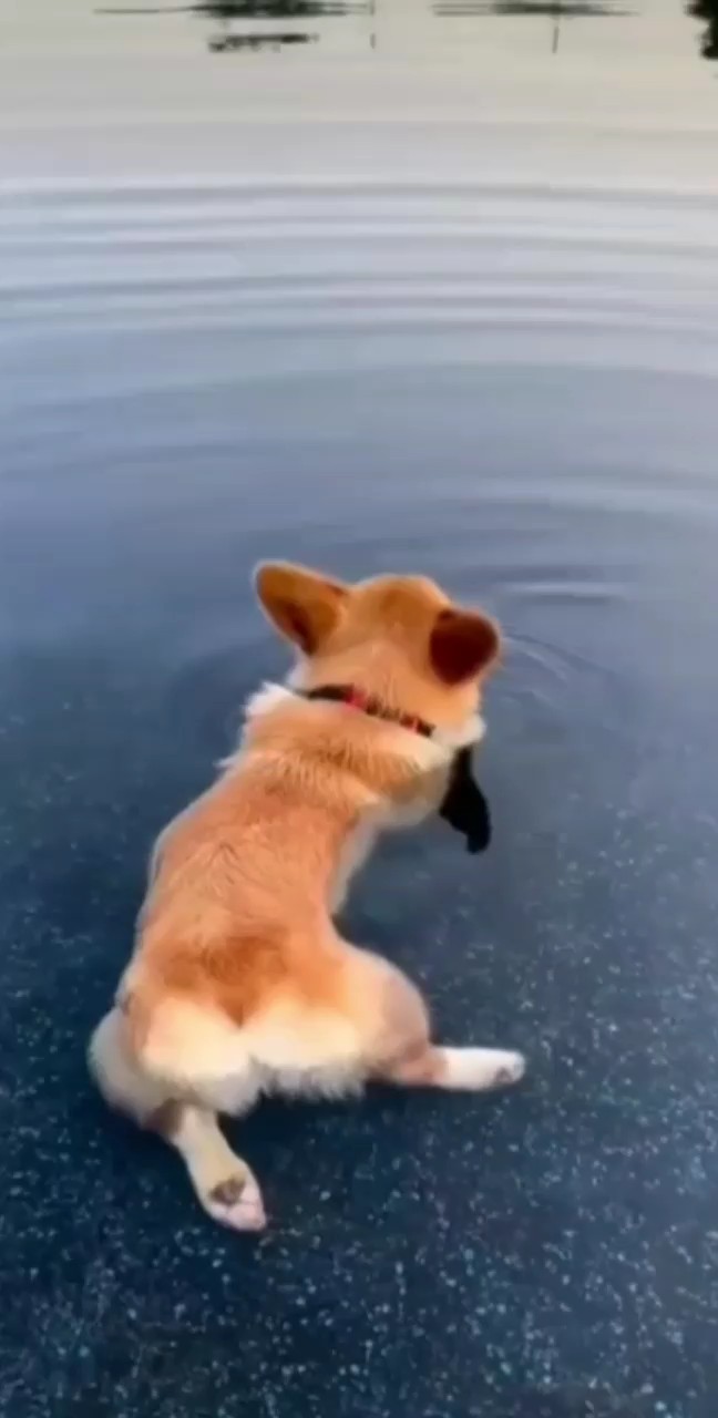 LINDO PERRITO