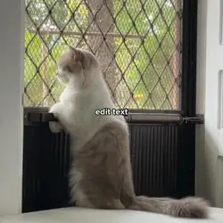 MEME TEMP