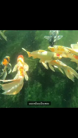 ฟ้าคงเหงาเมื่อไร้เธอ