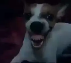 chó cười hahaha