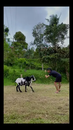 DOMBA GARUT HPDKI