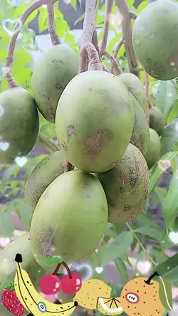 BUAH BUAHAN