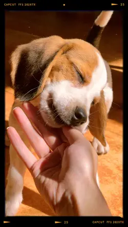 Flex your dog