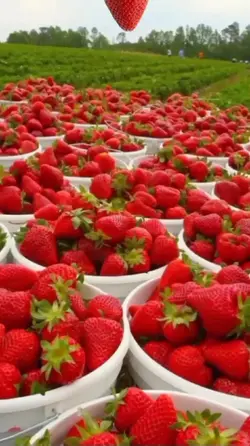 Bocill strawberry