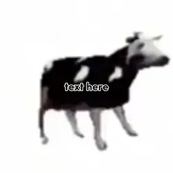 polish cow dancing