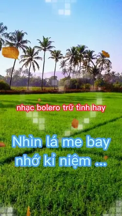 Nhìn lá me bay