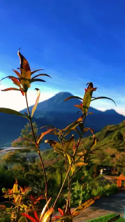 Masih tema daun