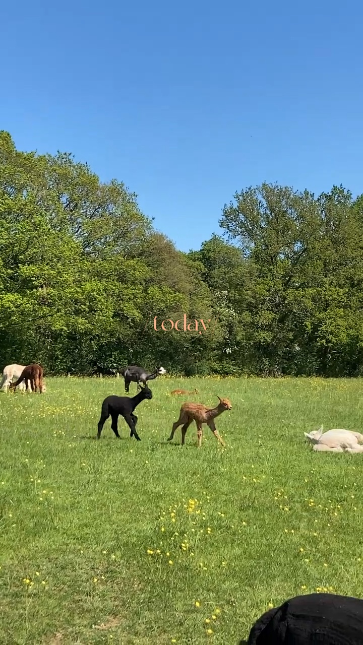 mini vlog