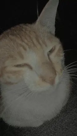 Sound kucing sad