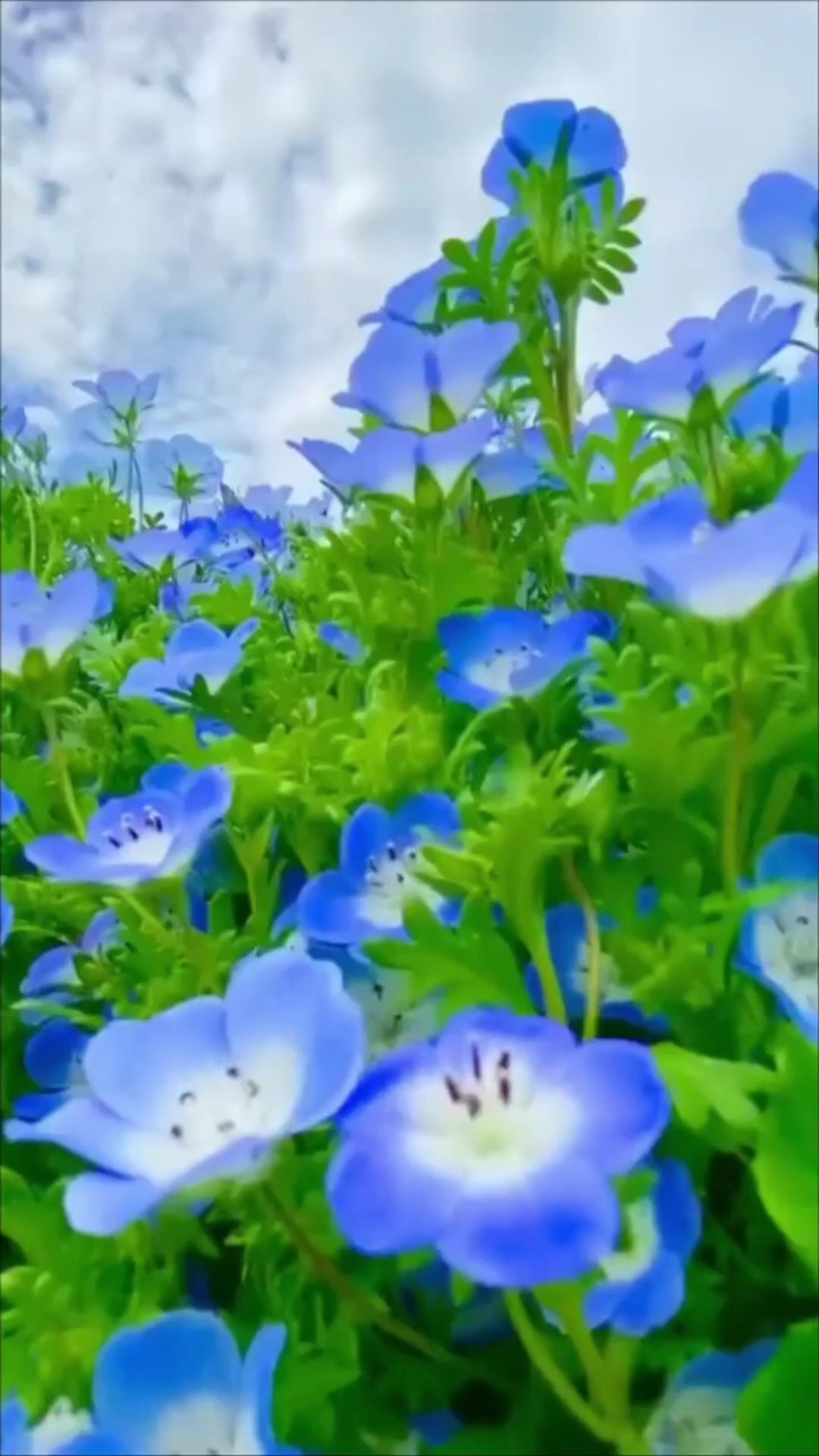 Nhѕc liên khúc hay.