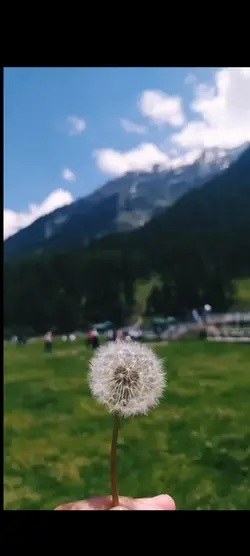 Dandelions
