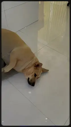 Mẫu cún cưng