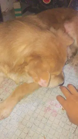 Pets