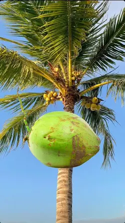 Biến hình quả dừa