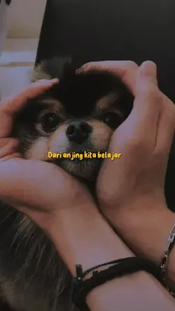 Najis anjing