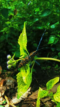 Estetik Hewan
