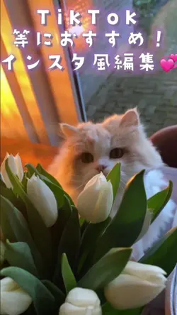 インスタ風
