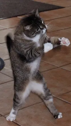 Pín hình