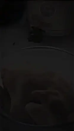 ayam baru juga napas