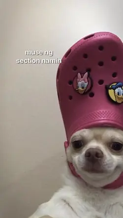 muse ng section nmin