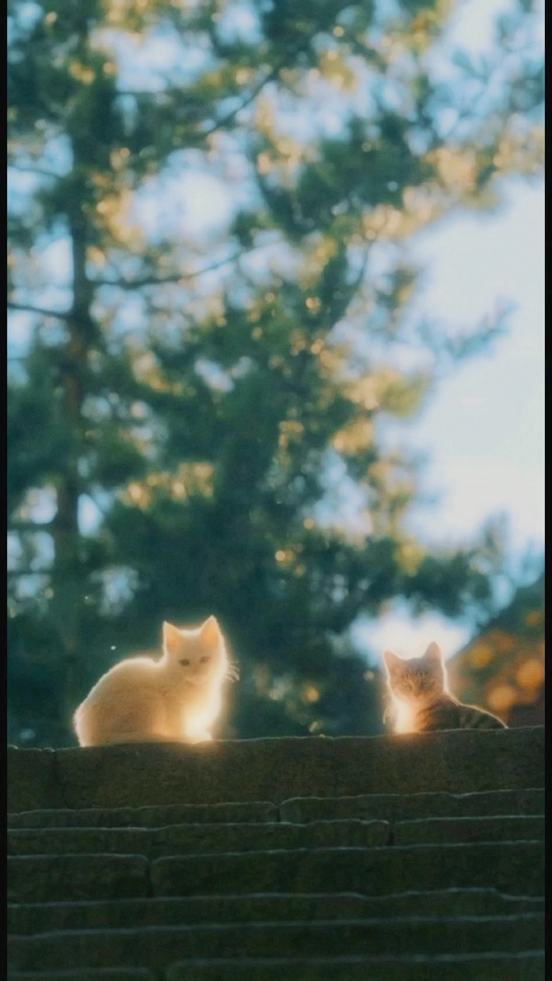 soft dream