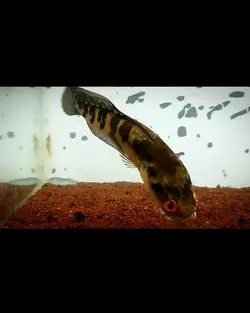 cinematic channa