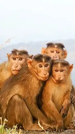 #MonkeyGlowUp Quadro