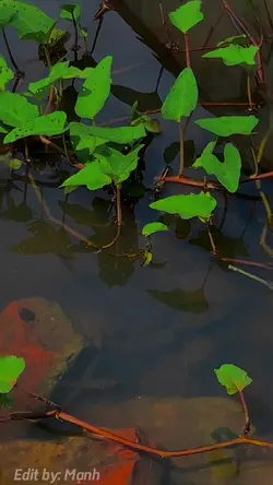 cuộc sống bình dị