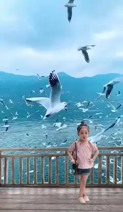 Burung Camar