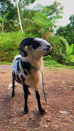 Spill dombanya dong🐏