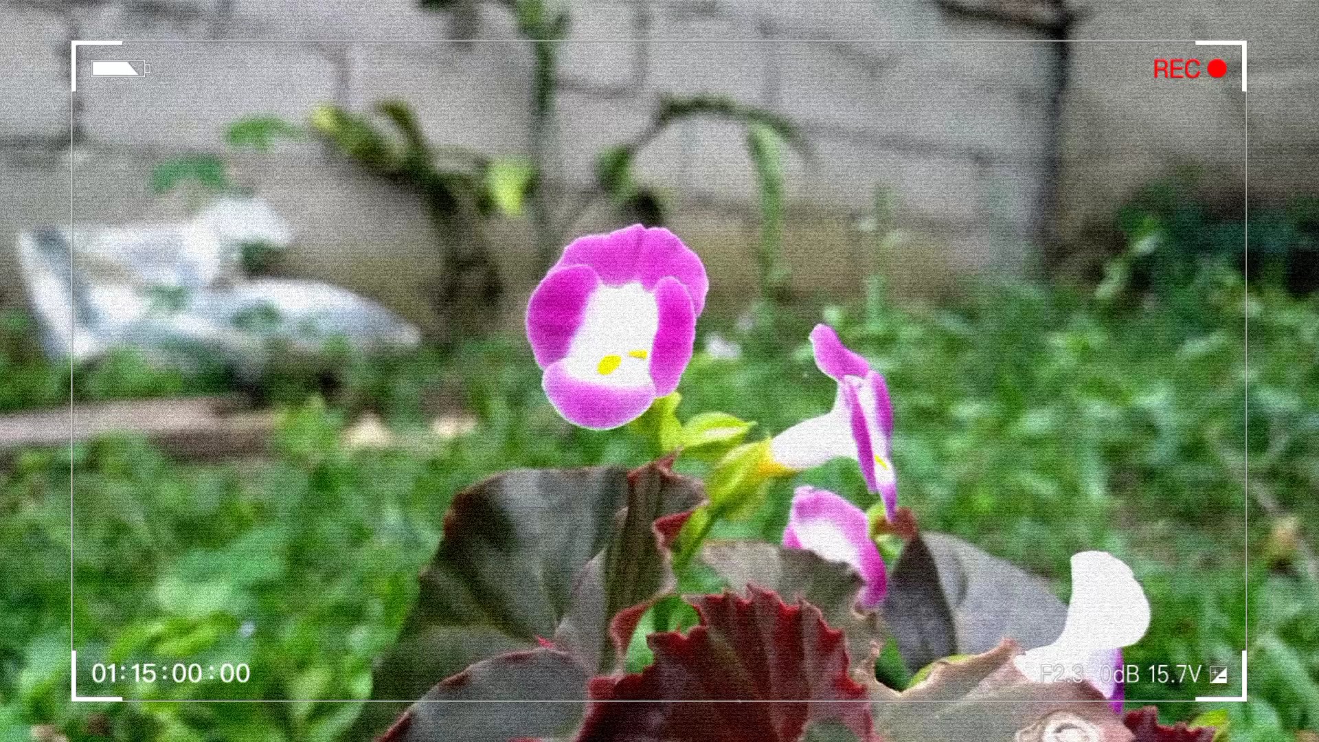 KELEBEK ETKİLERİ
