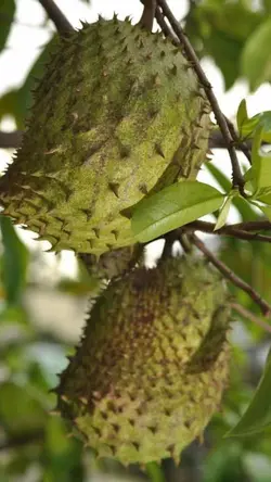 Guyabano Fruit 