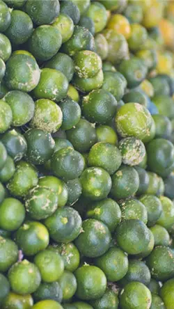 Calamansi