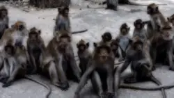 JJ Monyet BerBanyak