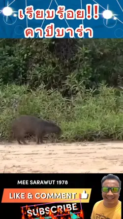 คาปีบาร่า