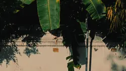 senorita