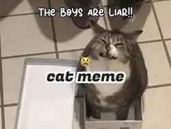 cat meme😾