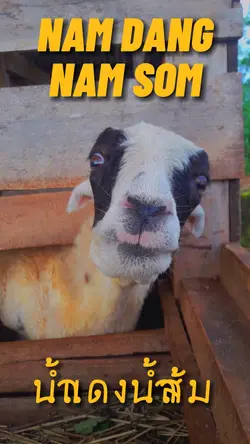 NAM DANG NAM SOM